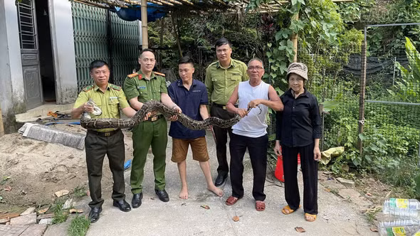 Lào Cai: Người dân tự nguyện bàn giao trăn hoang dã, khỉ đuôi lợn quý hiếm cho cơ quan chức năng
