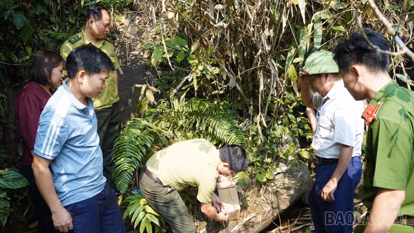 Xã Khánh Yên thả cá thể cu li lớn quý hiếm về môi trường tự nhiên