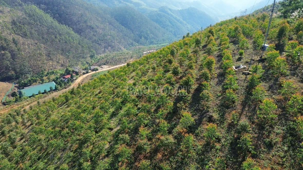 Làm giàu từ mô hình trồng bạch đàn Cự vĩ DH 32-29 trên đất đồi Bảo Hà