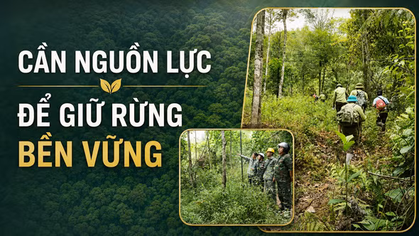 Cần nguồn lực để giữ rừng bền vững