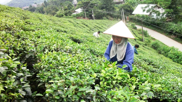 Siết chặt quản lý vật tư nông nghiệp để bảo vệ nền sản xuất bền vững