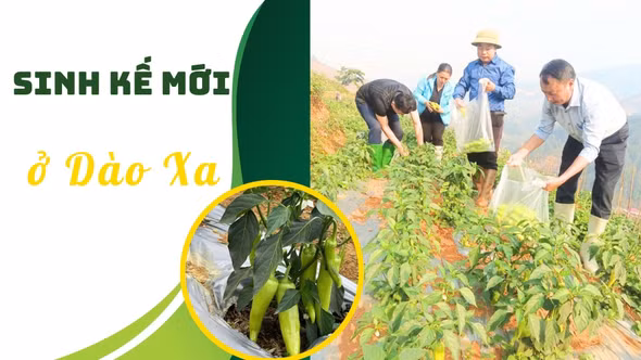Sinh kế mới ở Dào Xa