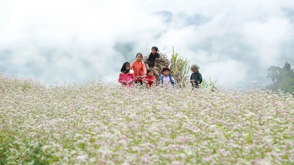 Lễ hội hoa Tam giác mạch 2025 sẽ khai mạc ngày 29/11 tại xã Đồng Văn, Tuyên Quang