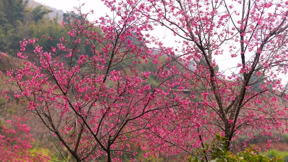 Tăng cường tuyên truyền các văn bản chỉ đạo và hoạt động lễ hội, chào Xuân năm 2026 trên địa bàn tỉnh Lào Cai