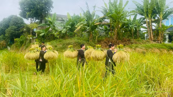Niềm vui mùa gặt