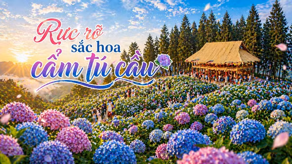 Rực rỡ sắc hoa cẩm tú cầu