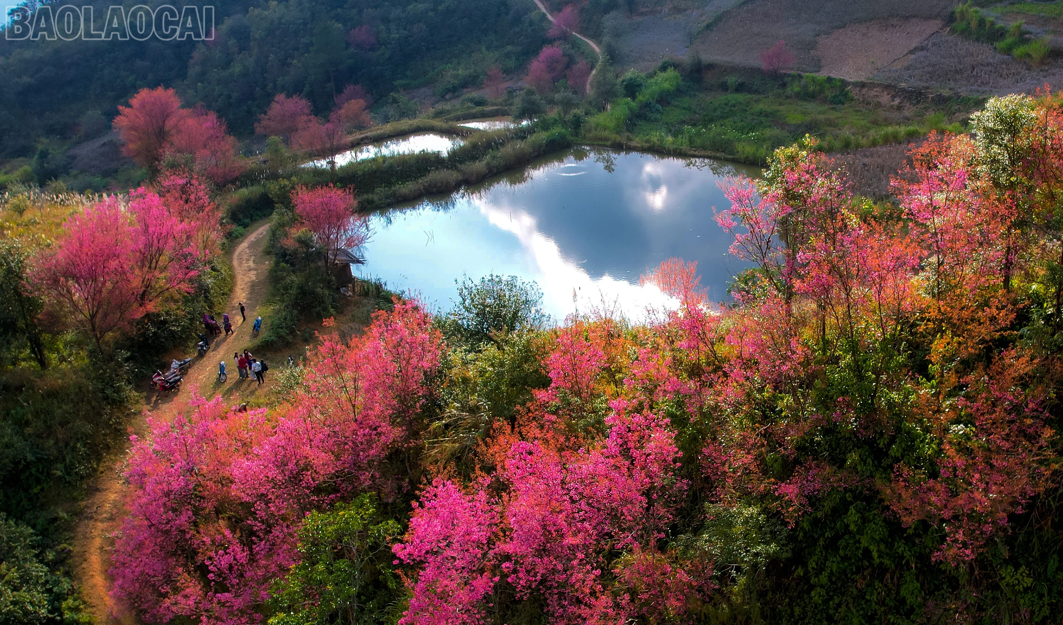 baolaocai-tl_dji-0406.jpg