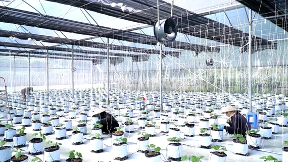 Thúc đẩy cơ giới hóa trong sản xuất nông nghiệp