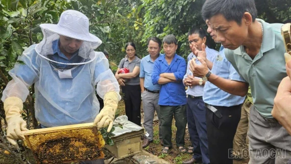Hiệu quả bước đầu từ mô hình nuôi ong mật gắn với liên kết tiêu thụ sản phẩm