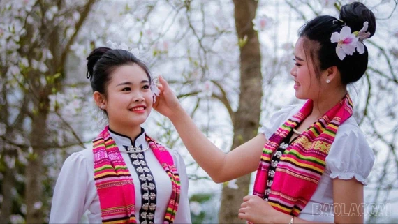 Mường Lò mùa ban trắng 