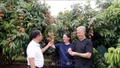 Khởi động Chương trình du lịch "Vải thiều Lục Ngạn - Tinh hoa trái cây Việt"
