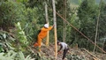Điện lực Bảo Thắng đảm bảo an toàn hành lang lưới điện mùa thu hoạch quế