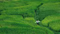 Cảnh đồng lúa xanh bất tận ở 'ngôi làng đẹp nhất châu Á' tại Việt Nam