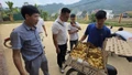 Lào Cai: Sau lũ ống, nhiều bản vực dậy từ bùn đất