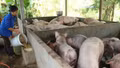 Đẩy nhanh triển khai Chương trình mục tiêu quốc gia xây dựng nông thôn mới và giảm nghèo bền vững