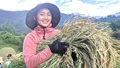 Mùa gặt dưới chân núi Ngựa Thần