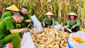 Tuổi trẻ Công an xã Bảo Thắng: Giúp dân thu hoạch mùa vàng
