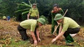Lào Cai tăng cường quản lý và bảo vệ rừng