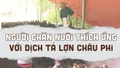 Người chăn nuôi thích ứng với dịch tả lợn châu Phi