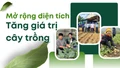 Mở rộng diện tích, tăng giá trị cây trồng