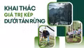 Khai thác giá trị kép dưới tán rừng