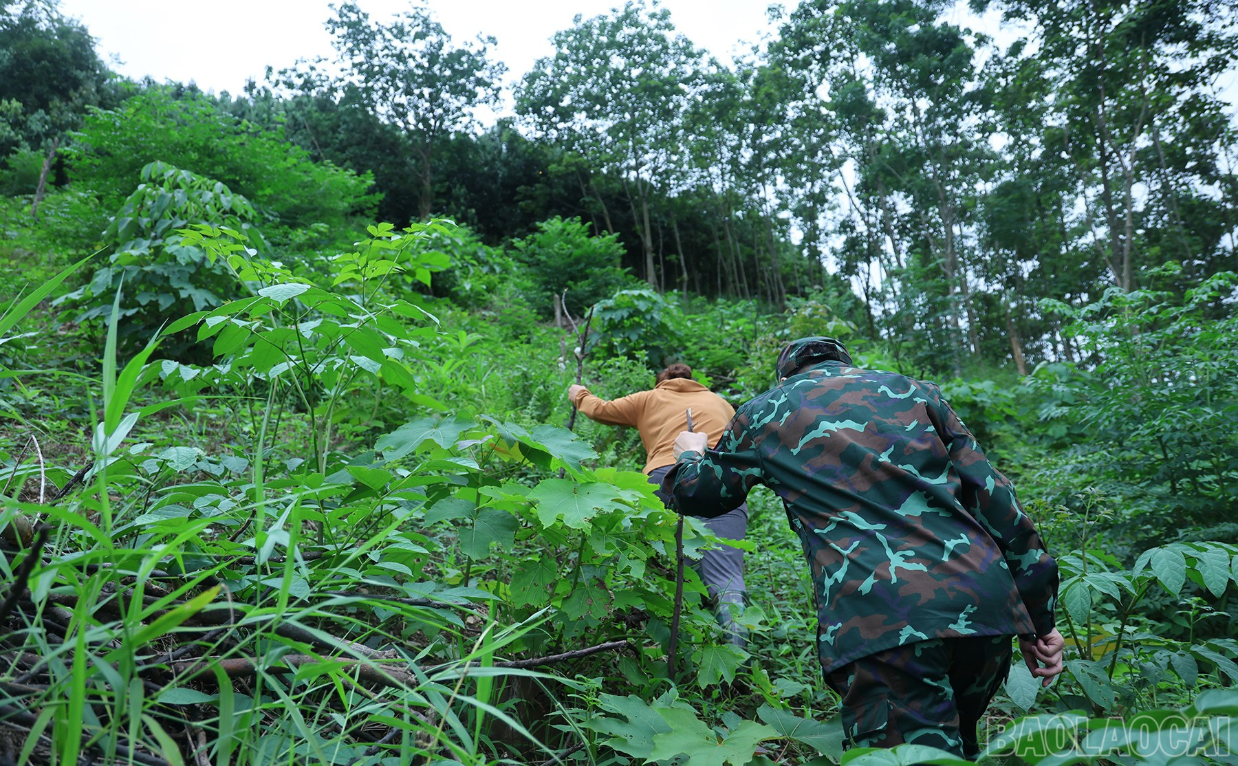 En particular, muchas áreas de desmonte pasan por bosques de producción populares con terrenos empinados y alta densidad de árboles, lo que hace que la medición y el recuento sean difíciles y lleven mucho tiempo. baolaocai-br_tan-an-3.jpg
