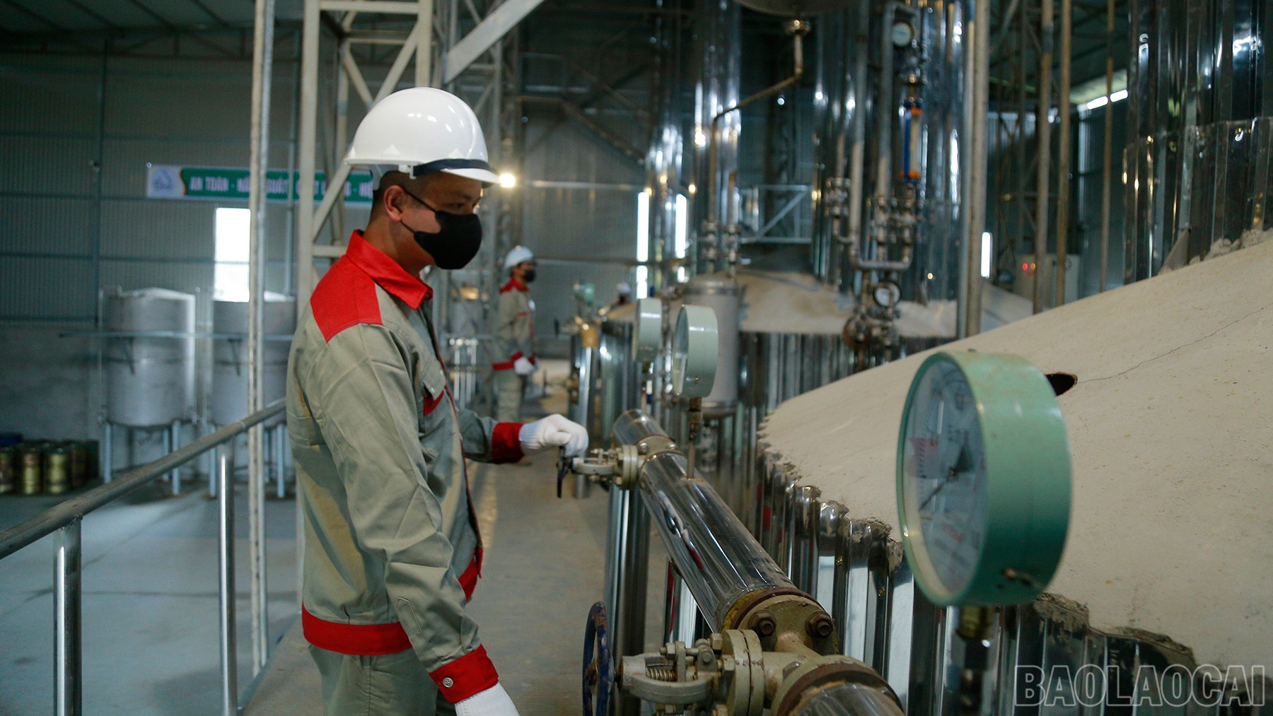 Pengeluaran minyak pati kayu manis menghasilkan nilai ekonomi yang tinggi. baolaocai-br_mg-0080.jpg