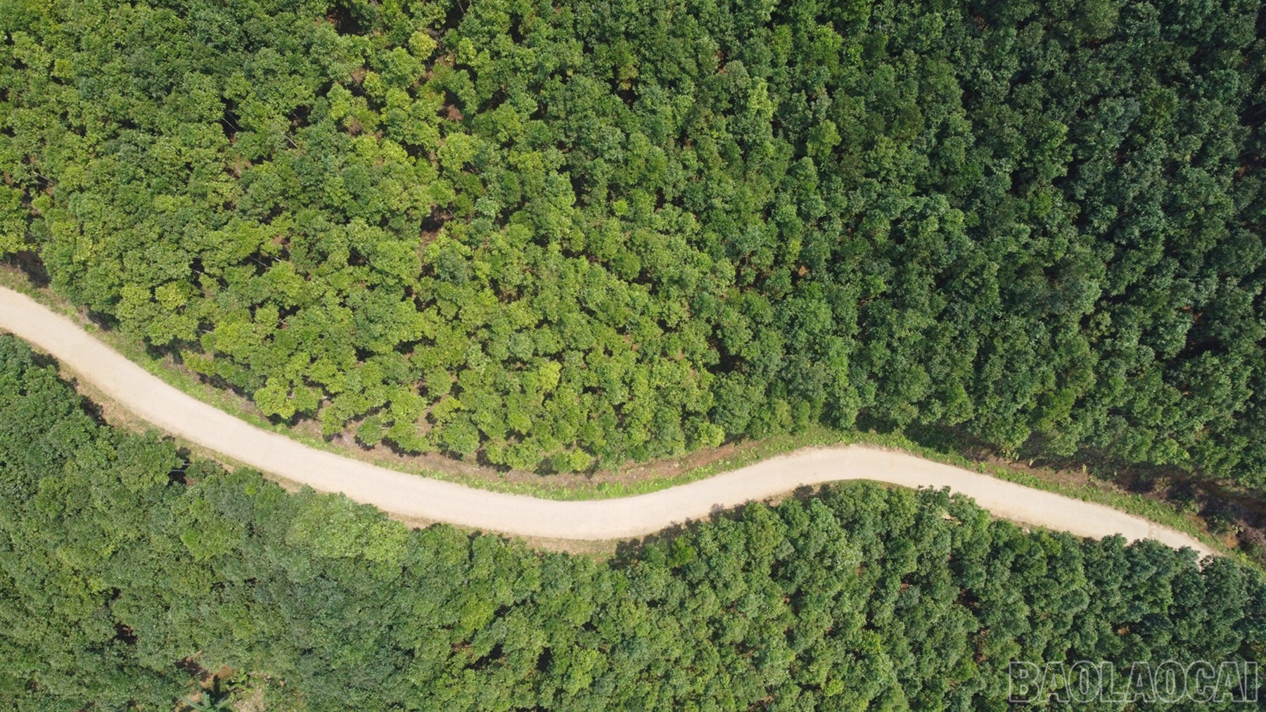Bao Yen mempunyai potensi besar untuk menarik pelaburan dalam pembangunan industri pemprosesan produk pertanian dan perhutanan. baolaocai-br_hc.jpg