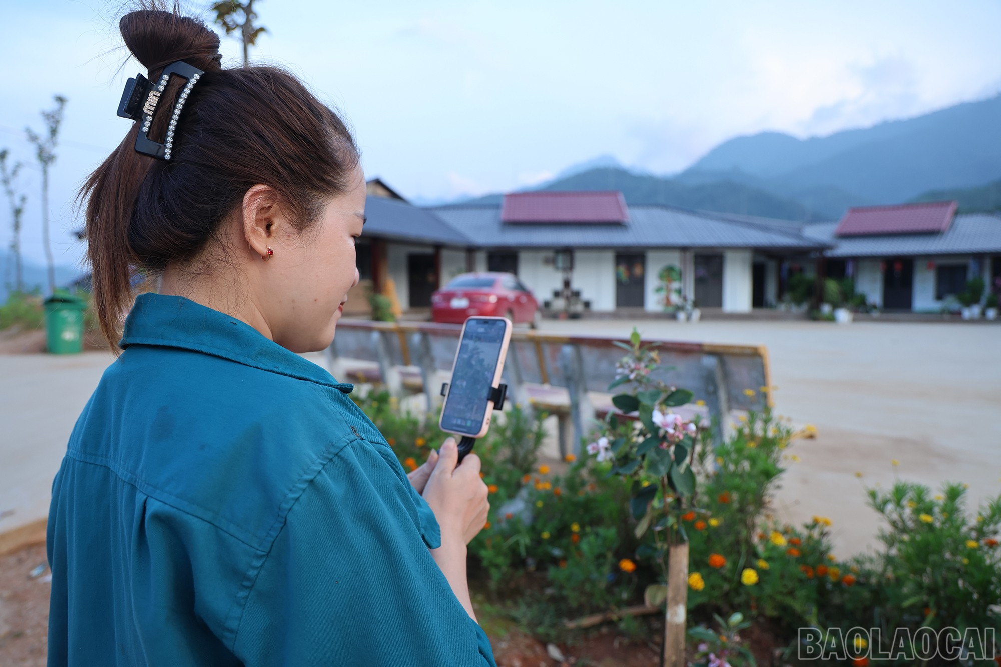 Hình ảnh hoa sim ở Làng Nủ được lan tỏa khắp nơi qua mạng xã hội. baolaocai-br_img-1541.jpg