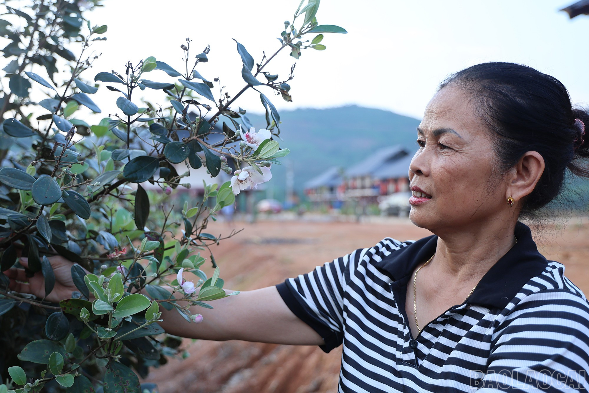Bà Nguyễn Thị Thu - người dân Làng Nủ bảo năm nay hoa nở sớm hơn mọi năm, nhiều du khách đến thăm Làng Nủ thời điểm này rất háo hức. baolaocai-br_img-1507.jpg