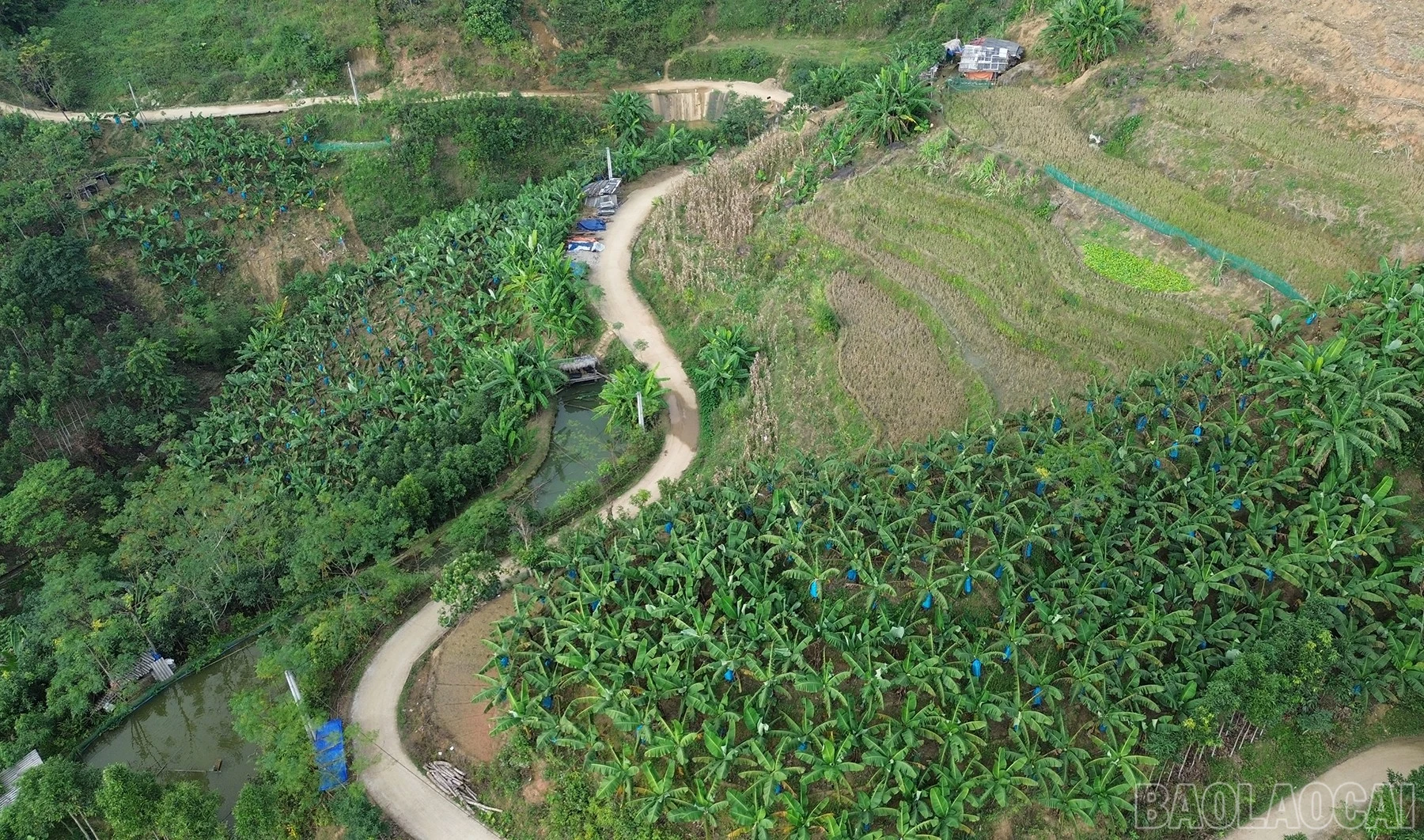 baolaocai-br_dji-0566.jpg