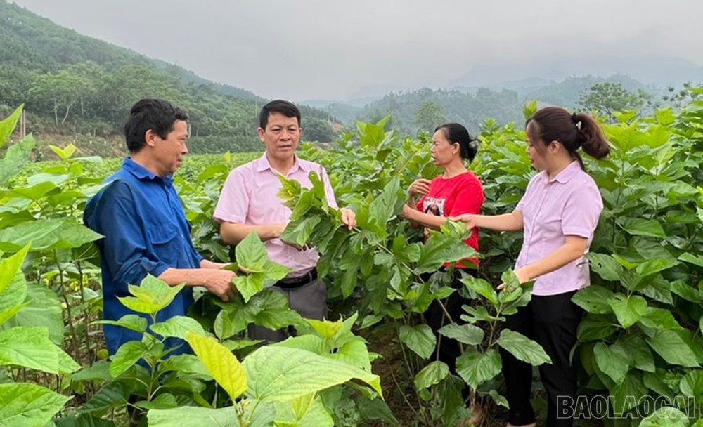 Nguồn vốn vay ưu đãi giúp nhiều hộ dân ở xã Việt Tiến mở rộng diện tích trồng dâu, nuôi tằm. baolaocai-br_aath-1.jpg
