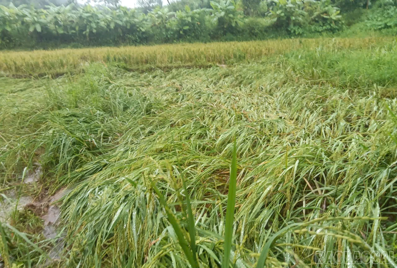 Nhiều diện tích lúa đến kỳ thu hoạch bị hư hại.