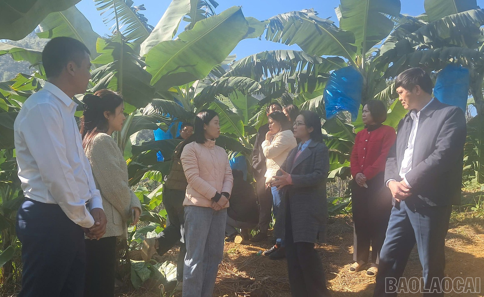 Bananodlingsmodellen bidrar till att förändra människors produktionstänkande, och övergår från självförsörjning till råvaruproduktion. baolaocai-br_chuoi-4.jpg