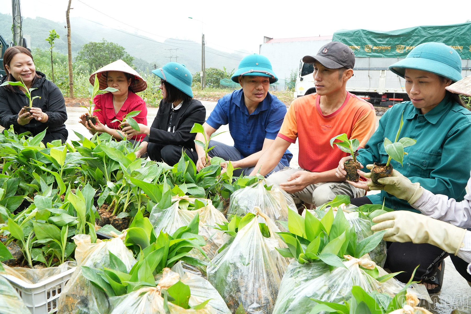 Tillhandahålla bananplantor till hushåll som deltar i projektet. baolaocai-br_chuoi-3.jpg