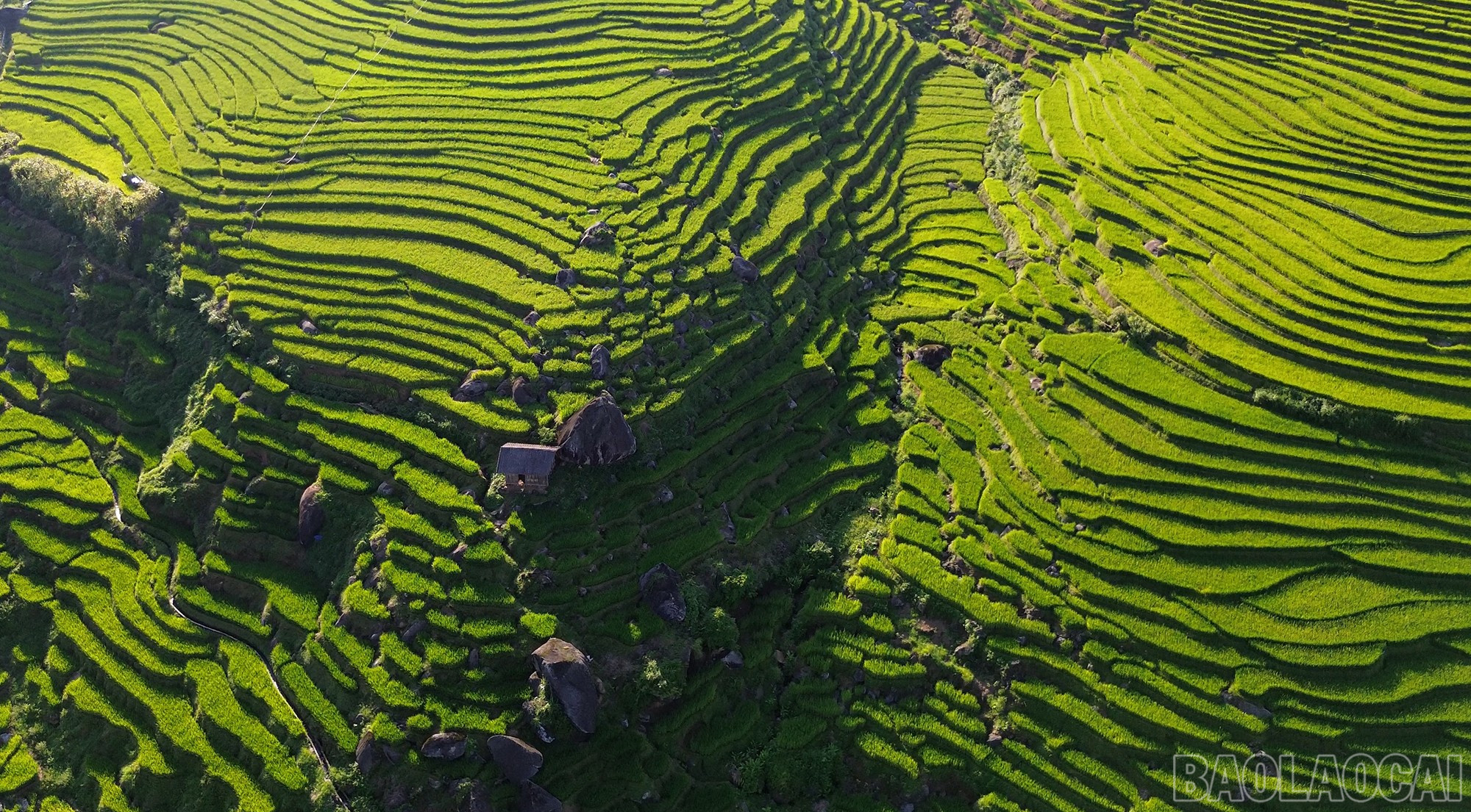 Màu xanh của những thửa ruộng màu mỡ thay cho màu xám của ngổn ngang đất đá. baolaocai-br_dji-0764mp400-00-19-09still001.jpg