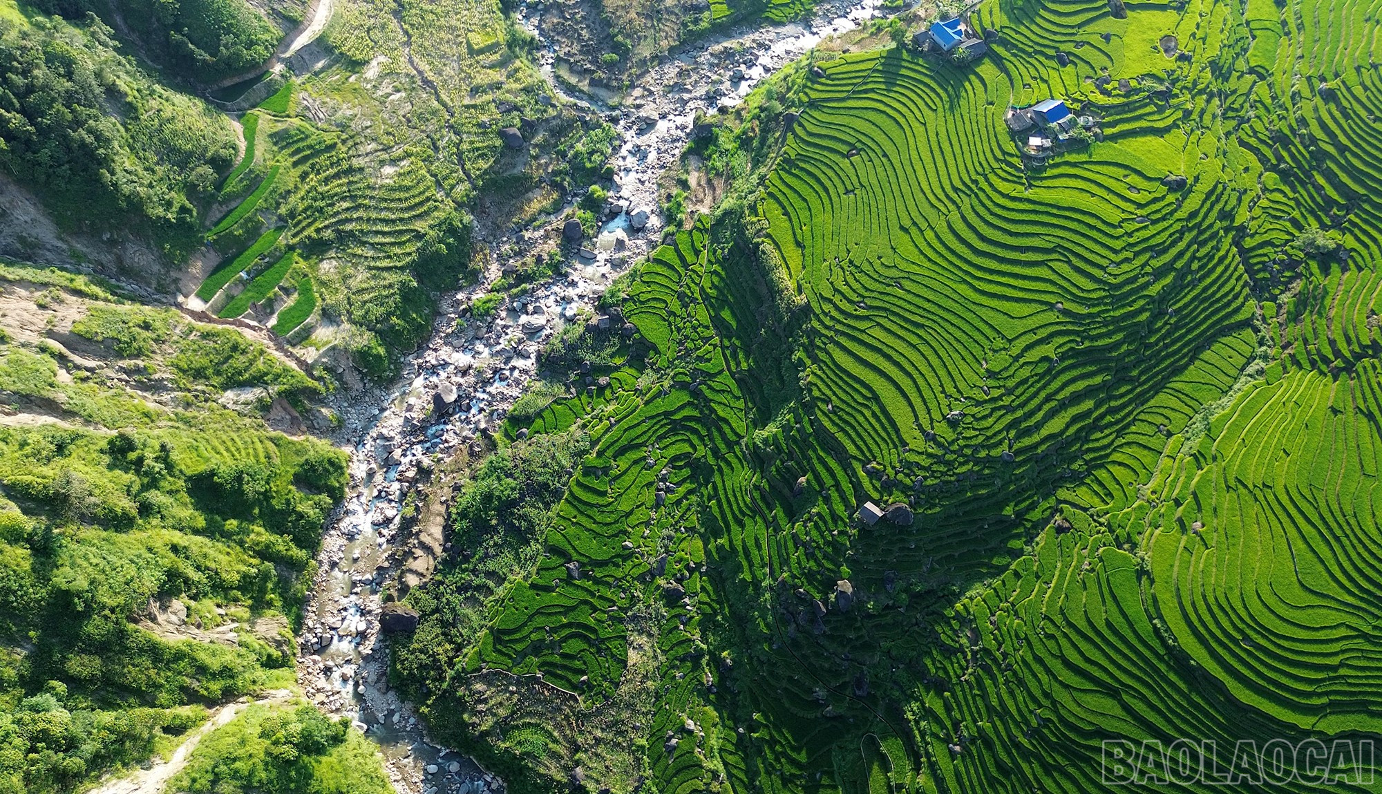 Với sự cần cù, chịu khó của đồng bào nơi đây, những triền ruộng đã dần được khôi phục. baolaocai-br_dji-0770mp400-00-32-16still001.jpg