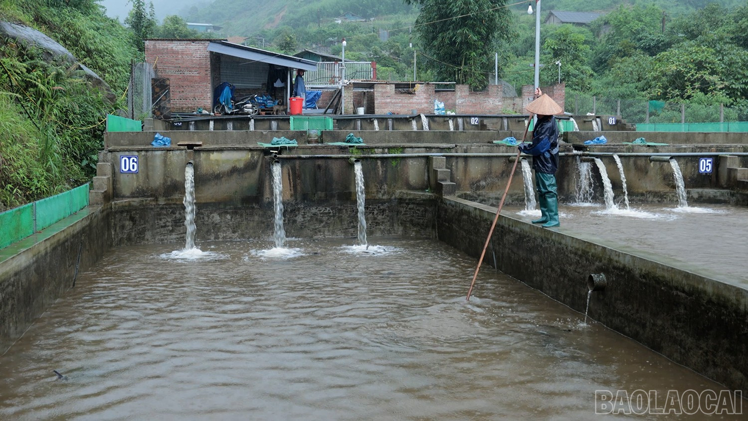 Chính quyền địa phương khuyến cáo người dân thu hoạch sớm các lứa cá đã đạt trọng lượng thương phẩm để giảm thiệt hại nếu không may xảy ra thiên tai. baolaocai-br_nl-6.jpg
