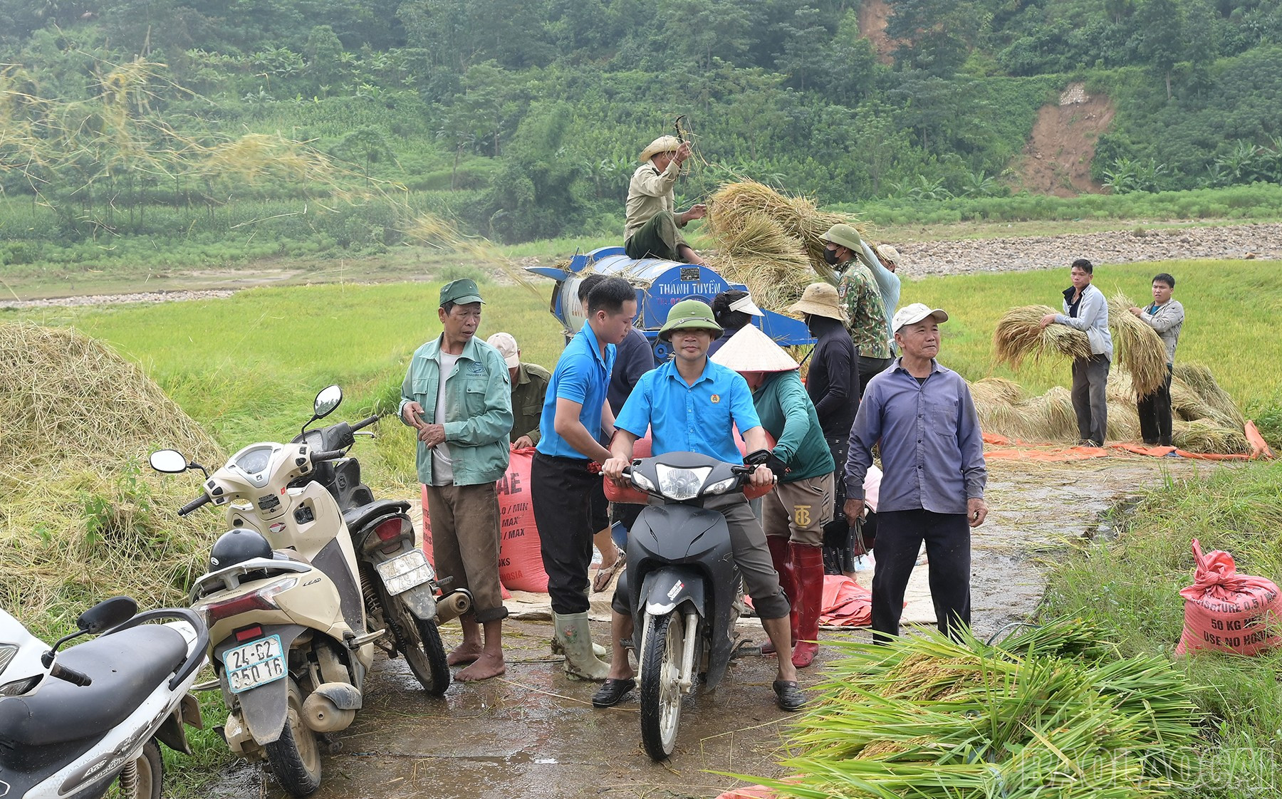 Lực lượng vũ trang, cán bộ xã giúp Nhân dân thu hoạch lúa. baolaocai-br_hai-6372.jpg