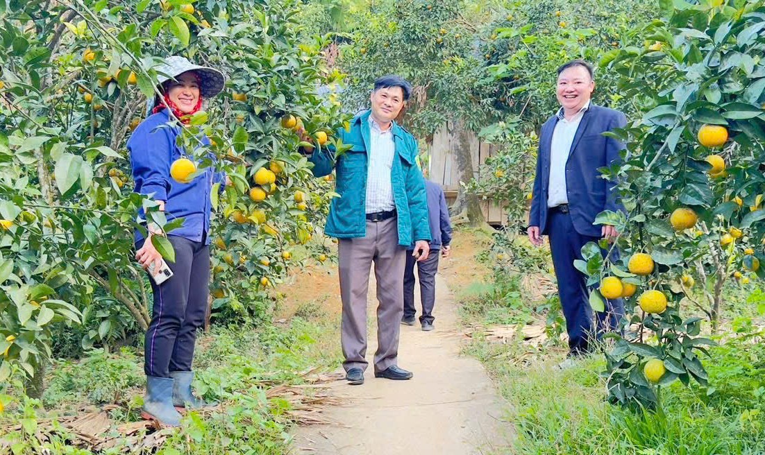 Lederne i Phuc Khanh kommune besøkte V2-appelsindyrkingsmodellen i landsbyen Tri Ngoai, som eies av kvinnelige medlemmer. cam.jpg