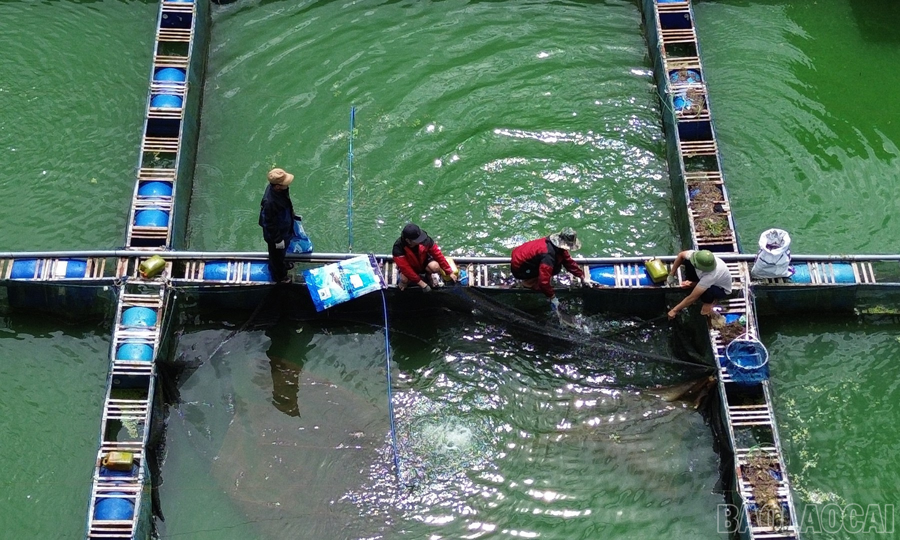 Có những thời điểm, giá cá tầm duy trì ổn định đã giúp nhiều người dân có thu nhập cao. baolaocai-br_ch-9.jpg