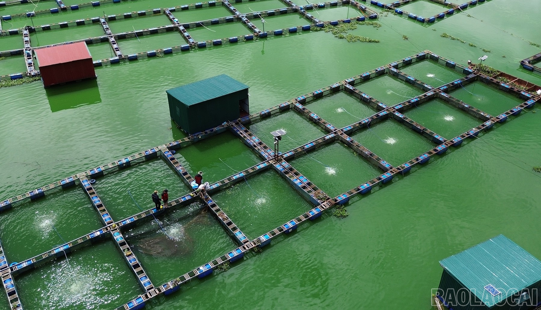 Tận dụng điều kiện tự nhiên lý tưởng với nguồn nước và khí hậu vùng núi cao, năm 2016 - 2017, một số hộ dân đã tiên phong thử nghiệm mô hình nuôi cá tầm bằng cách thả lồng nuôi trên mặt hồ. baolaocai-br_ch-8.jpg