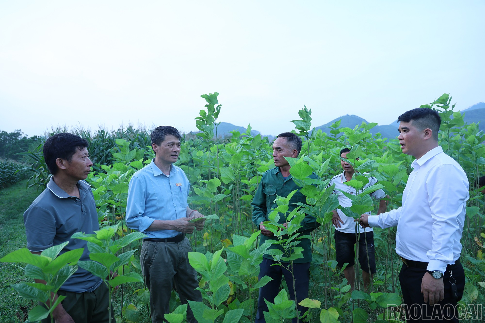 Thường trực Đảng ủy xã Cam Cọn vận động người dân tham gia mô hình trồng dâu nuôi tằm tại địa phương. (Đồng chí Hồ Viết Hùng đứng thứ 2 từ trái sang). baolaocai-br_img-9501.jpg