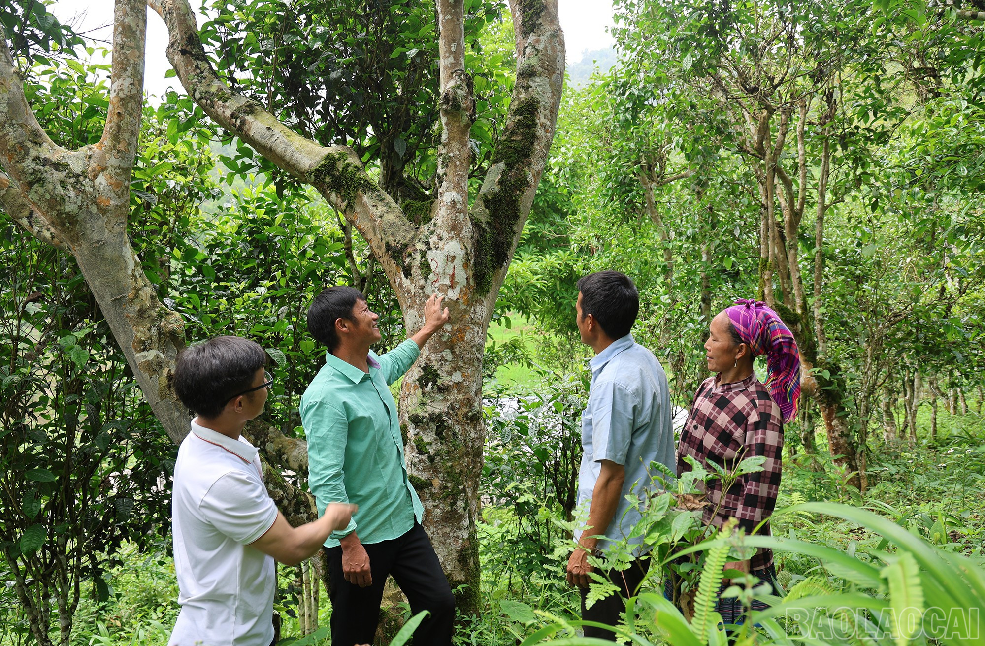 Cây chè cổ thụ ở Tả Thàng đang được khai thác hiệu quả, mang lại giá trị kinh tế cao cho người dân. baolaocai-br_img-1395.jpg