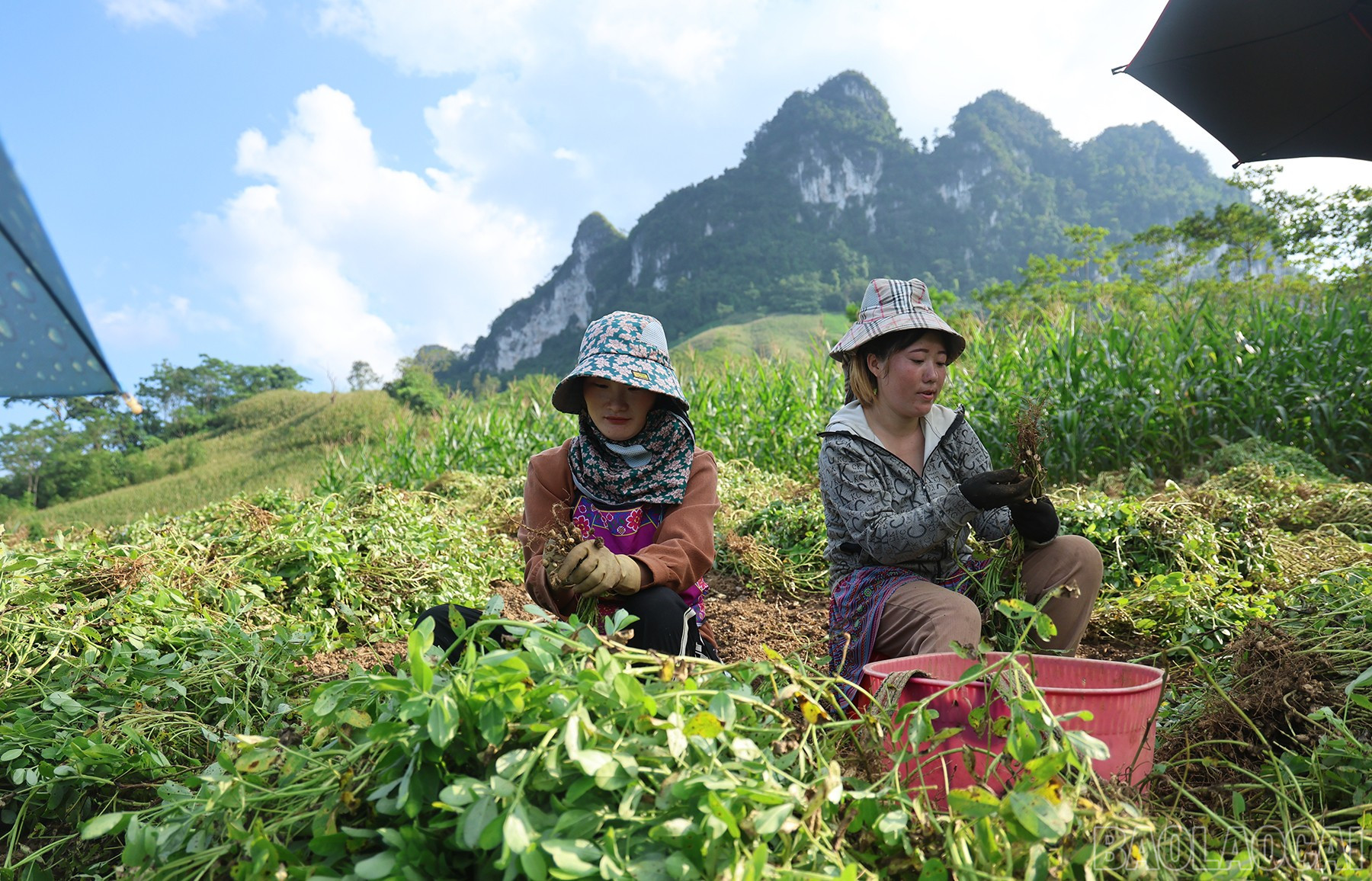 Gia đình anh nhờ nhiều người dân trong thôn đổi công đến thu hoạch giúp. baolaocai-br_img-8274.jpg