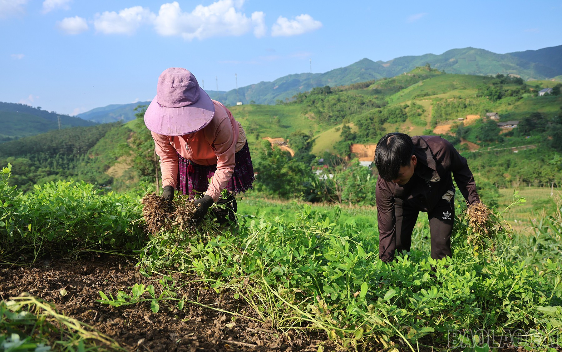 Tranh thủ trời nắng, gia đình anh Hầu Seo Chu và chị Giàng Thị Chủ thu hoạch diện tích trồng lạc đỏ của gia đình. baolaocai-br_img-8298.jpg