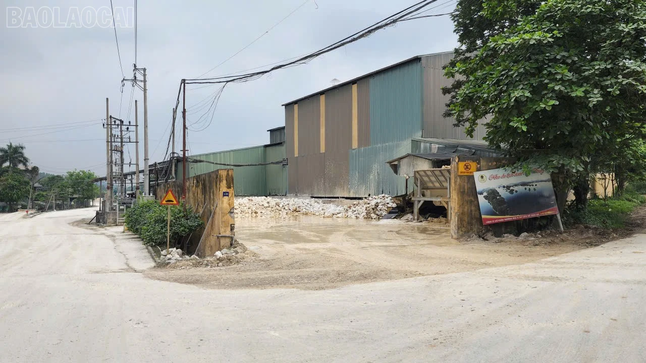 baolaocai-tl_a4.jpg
