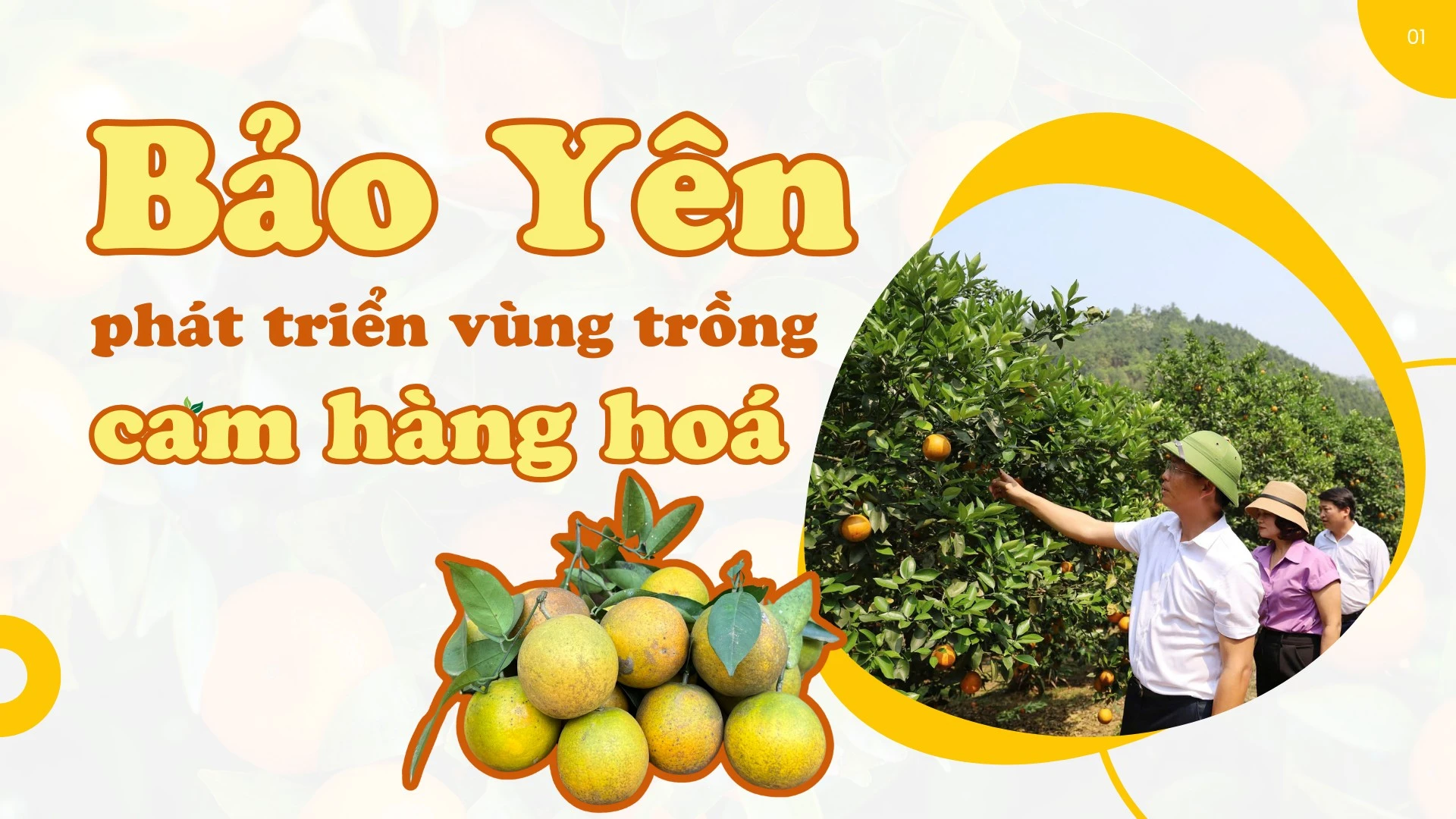 Bảo Yên phát triển vùng trồng cam hàng hóa