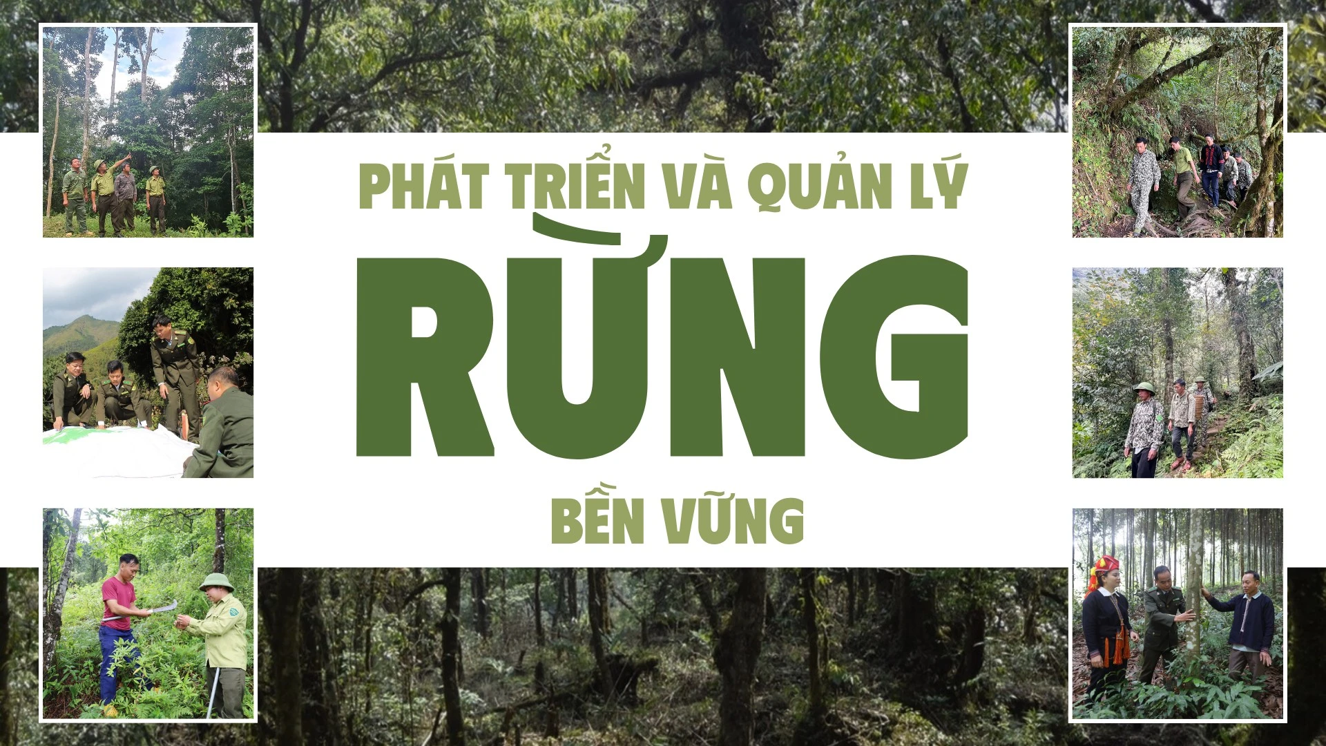 Phát triển và quản lý rừng bền vững