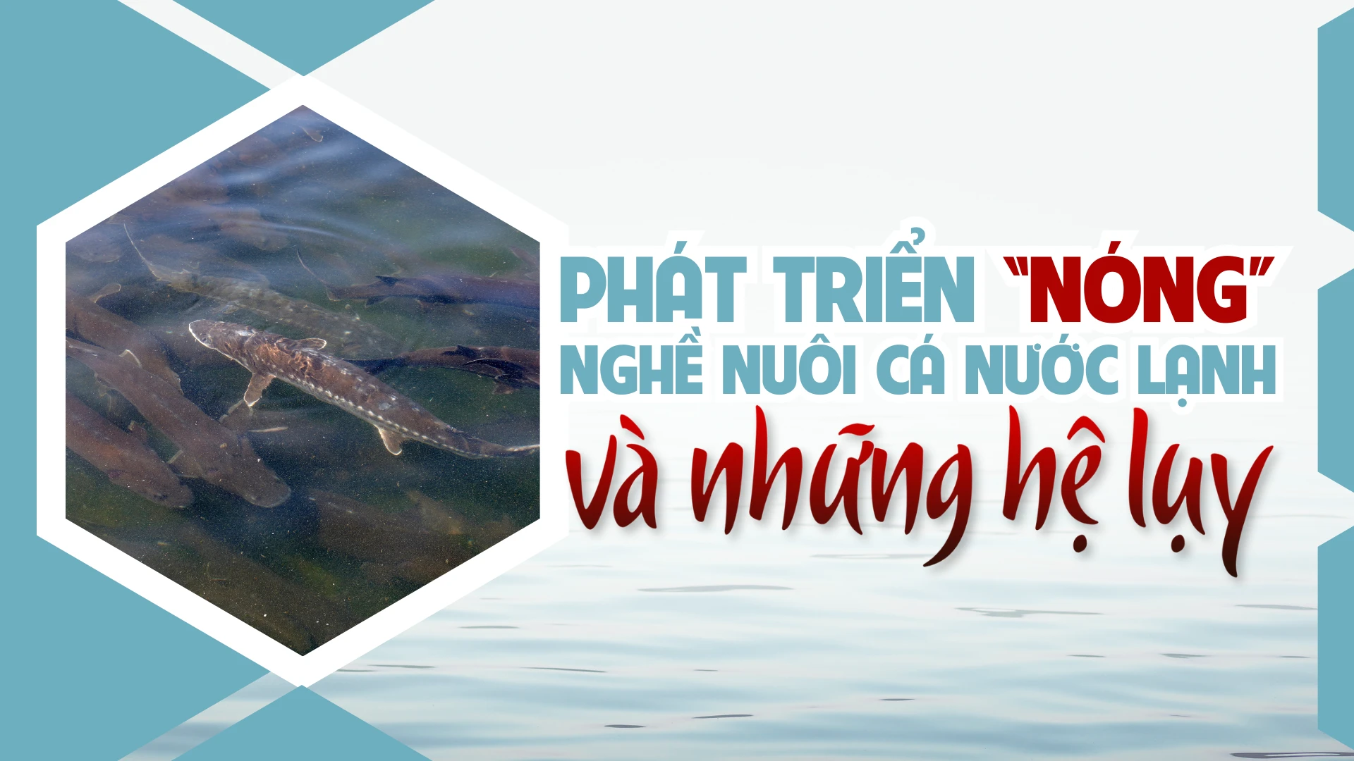 Phát triển “nóng” nghề nuôi cá nước lạnh và những hệ lụy